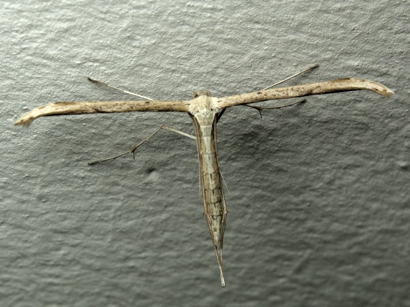 Pterophoridae